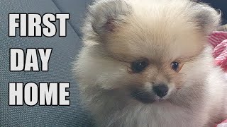 8 week old Pomeranian Puppy  FIRST DAY HOME [upl. by Merrell]