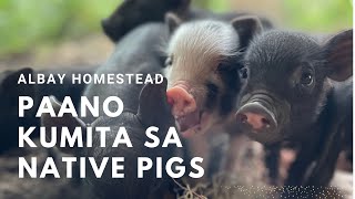 Paano Kumita sa Pag aalaga ng Native Pigs malilipot albay Pigs NativePigs argiculture [upl. by Odelinda]