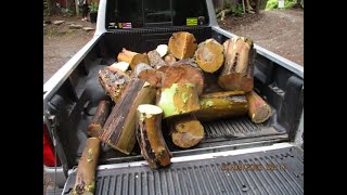 Pacific Madrona makes the Best firewood [upl. by Glenden]