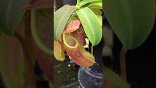 Nepenthes sanguinea [upl. by Ataynik]