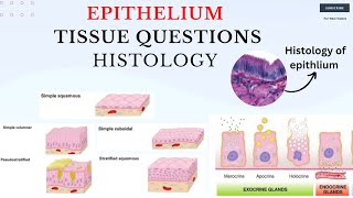 Epithelium Questions Preview Of Questions About Epithelium Chapter In Animal Histology [upl. by Rheims]