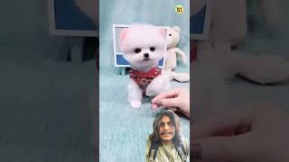 Teacup dog price in india  Pomeranian dog price  Pomeranian puppies  viral  shorts tranding do [upl. by Alacim]