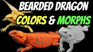 Types of Bearded Dragons  Colors amp Morphs Explained [upl. by Ecissej]