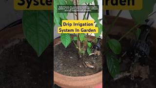 Drip Irrigation System In Garden  Quick Guide shorts plants garden [upl. by Eerej]