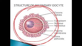 FERTILIZATION FOR NEET BY SRIKANTH SIR [upl. by Montagna]