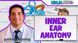 Special Senses  Inner Ear Anatomy [upl. by Novi228]