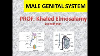 Histology of testis 1  Male genital system [upl. by Mharba]