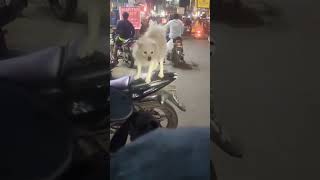 shortsyoutube browney petlover subscribe funny [upl. by Etnelav]