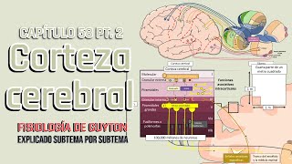 CAP 58 15 Corteza cerebral y áreas de asociación [upl. by Ninazan]