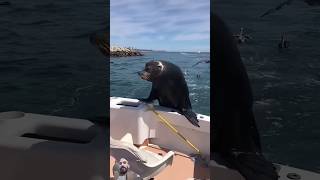 Wow amazing seal funny sealife seal sealions sealover sealking dolphin wildlife kitty anim [upl. by Follmer471]