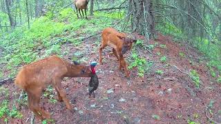 Elk babies from West Kootenays [upl. by Repotsirhc]