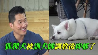 狐狸犬被教訓後變得抑郁，訓犬師為它制定特別方案，毛孩子再次找到了生命的意義 [upl. by Inram688]