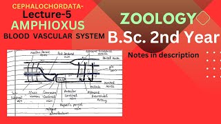 Circulatory System of Amphioxus  BSc 2nd year Zoology  Notes pdf in description [upl. by Rese]