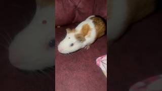 Guinea pig video guineapig [upl. by Adnahcal]