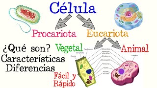 🌐Células Procariotas y Eucariotas🌿🐱  Fácil y Rápido  BIOLOGÍA [upl. by Aynahs46]