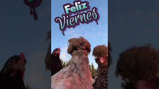 Feliz Viernes  Gallinas bailando [upl. by Aldredge956]