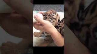 Tiger cub nutritional milk needs [upl. by Ahsekal]