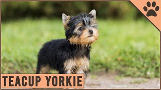 How Big Can Teacup Yorkies Grow  Detailed Yorkshire Terrier Information [upl. by Aylmer]