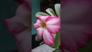 Kotobaro vebechinuviralvideo rabindrasangeet flowers adenium [upl. by Bohun]