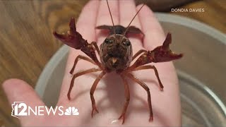 Woman finds crayfish on Mesa sidewalk [upl. by Heller718]