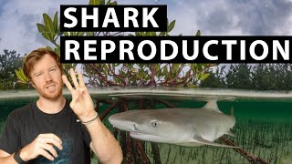 HOW DO SHARKS REPRODUCE in under 8 minutes LEARN THE THREE WAYS sharks reproduce and give birth [upl. by Coben]