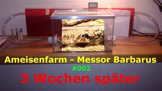 Sie leben sich ein  002 Ameisenfarm Messor Barbarus deutsch Madde [upl. by Orodoet853]