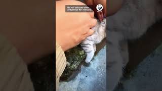 Rescue Mission  Saving a Stray Kitten in Need StrayRescue KittenHeroes AnimalRescue [upl. by Klaus]