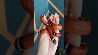 ❤️ snake redsnake lampropeltis reptiles aesthetic [upl. by Nahtanoy]