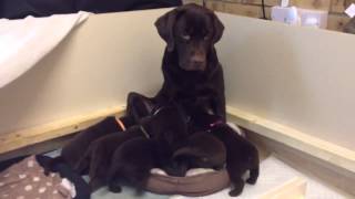 27 Days Old  Rubys Chocolate Labrador Retriever Puppies [upl. by Aiasi]