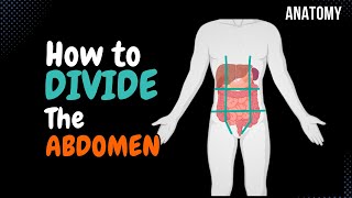 Overview of Abdomen 1  Layers of Anterior Abdominal Wall  Dr Ahmed Farid [upl. by Ahseyi]