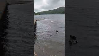 Feeding Swans and ducks in llyn padarn [upl. by Luzader443]