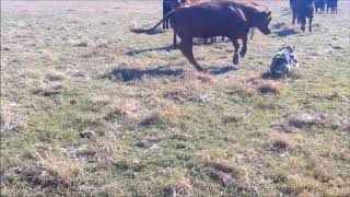 Australian Shepherd working cattle [upl. by Sigfried825]