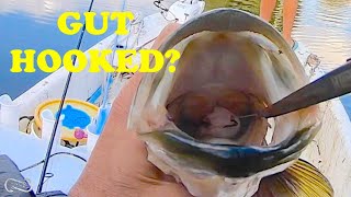 GUT HOOKED HOW TO REMOVE HOOK WITHOUT KILLING FISH [upl. by Winston]