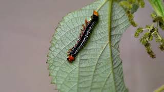 Ramie Moth Larva Twitches in Premolting Period [upl. by Assek198]