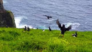 Puffin  Fratercula arctica [upl. by Ynnavoj585]