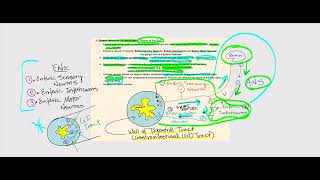 Lecture Video 1 Autonomic Nervous System ANS [upl. by Kaleb]