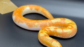 Check out the insane colors on this Kenyan sand boa [upl. by Cassil6]