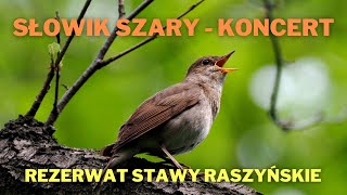 Słowik szary koncert [upl. by Hansiain]