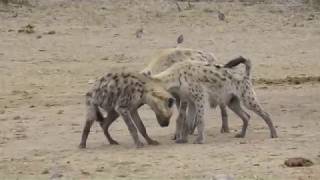 Spotted Hyenas  strange behaviour at waterhole [upl. by Delaryd908]