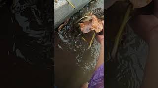 Unclog Culvert Drain Flood Rain remove drain unclog culvert shorts [upl. by Anuqahs]