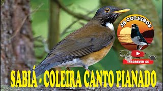 LINDO CANTO SABIÁ COLEIRA  CANTO PIANADO [upl. by Ennaylime595]