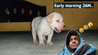 Labrador puppy not sleeping 😂  watch for end  Sandy viral upendragani [upl. by Lleuqar]