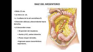 Anatomía PERITONEO  Abdomen 1  SOCIBASF  UNMSM [upl. by Anitsyrhc]