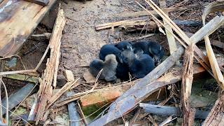 Abandoned puppies found shelter in a dilapidated abandoned house [upl. by Yelserp]