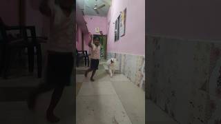 Indian spitz dog agressive  Indian spitz dog barking  Indian spitz dog fight  Indian spitz dog [upl. by Kemeny]