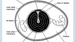 Cleavage and blastula of chicken 🐔مراحل التطور الجنینی [upl. by Ylluz]
