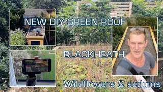 New DIY Green roof Blackheath  wildflowers and sedums [upl. by Eseneg238]