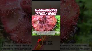 Tumbuhan Karnivora pemakan serangga tetap butuh fotosintesis drosera sundew shorts faktaunik [upl. by Yovonnda692]