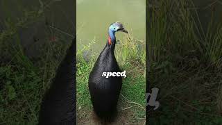 Southern Cassowary in the Wild  Stunning Bird Footage🐦🦃 shotrsbirds [upl. by Tengdin]