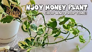 Njoy Pothos  Chopping and Propagating [upl. by Annerahs172]